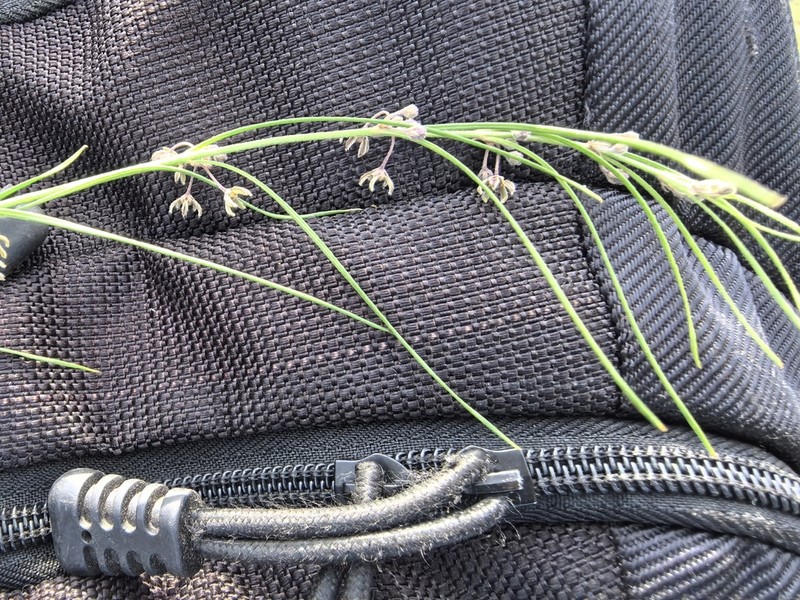 Aspidoglossum interruptum
