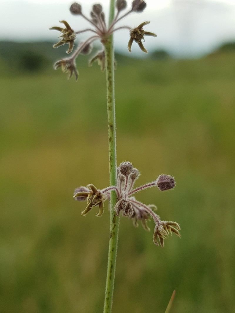 Aspidoglossum interruptum photo 2