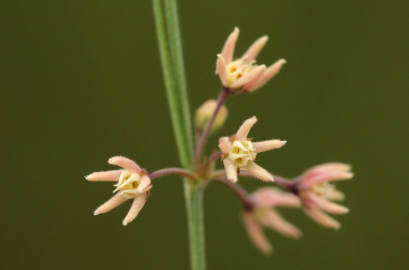 Aspidoglossum interruptum photo 3