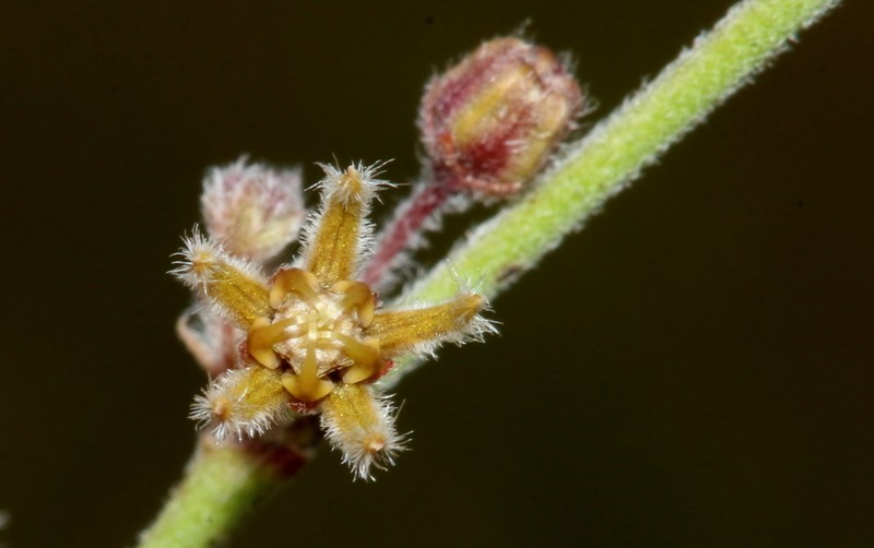 Aspidoglossum interruptum photo 4