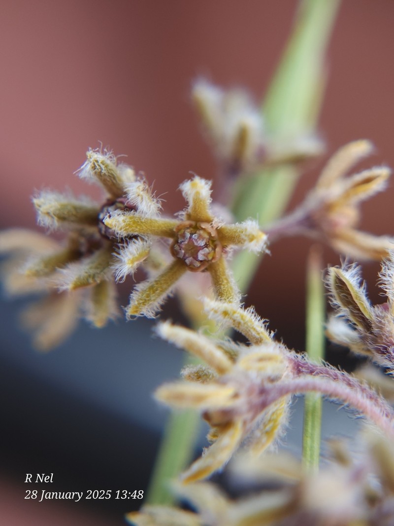 Aspidoglossum interruptum photo 5