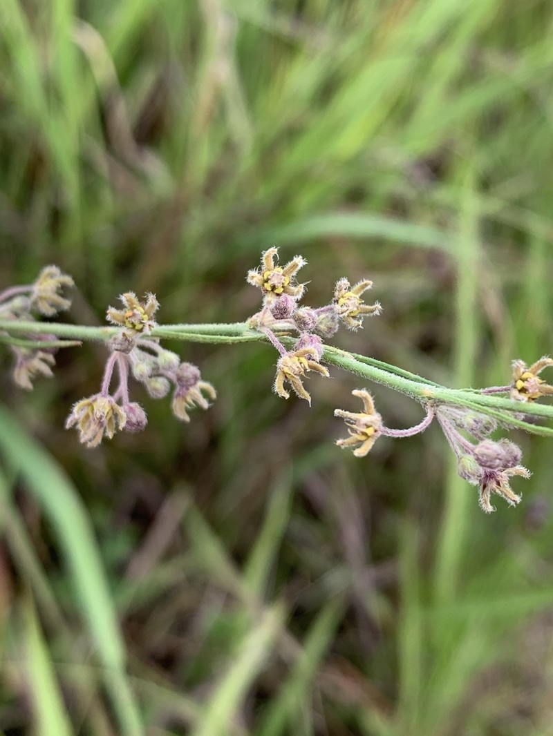 Aspidoglossum interruptum photo 6