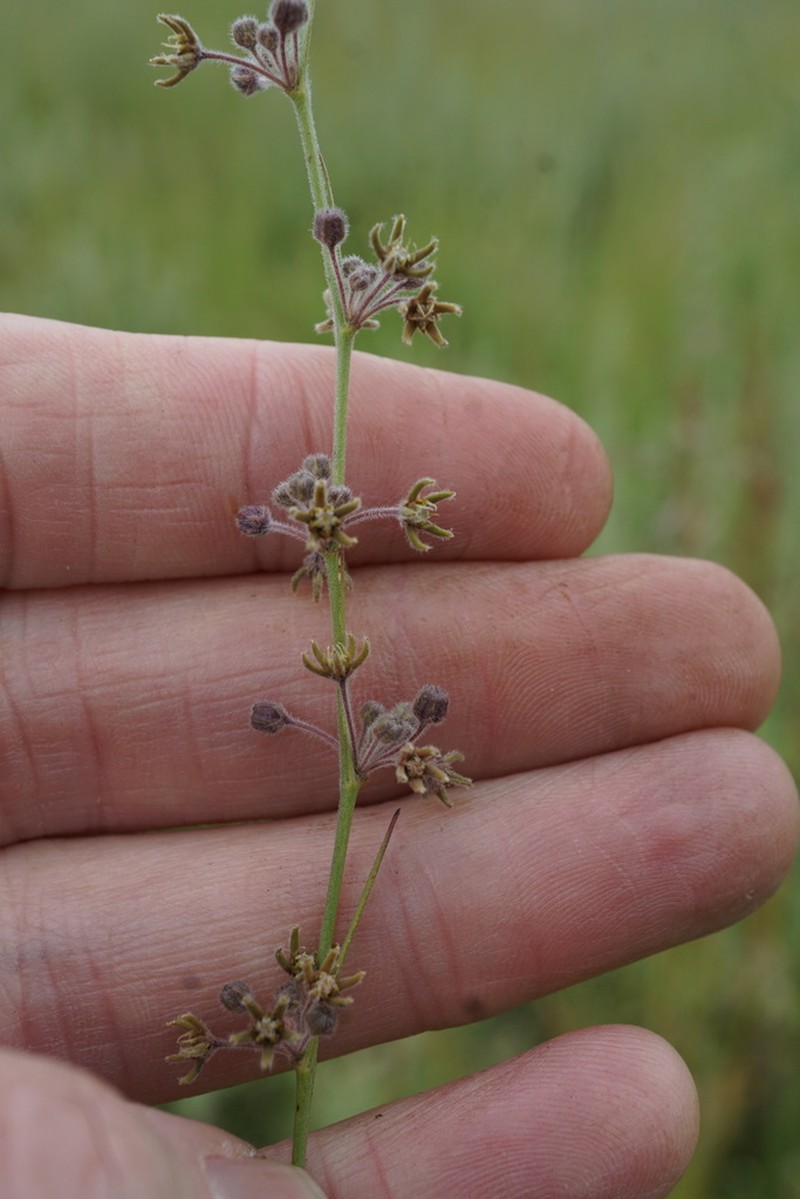 Aspidoglossum interruptum photo 7
