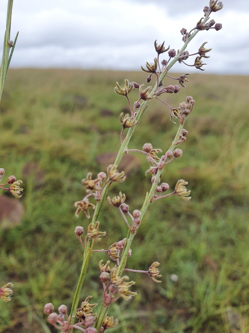Aspidoglossum interruptum photo 8