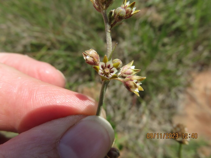 Aspidoglossum lamellatum