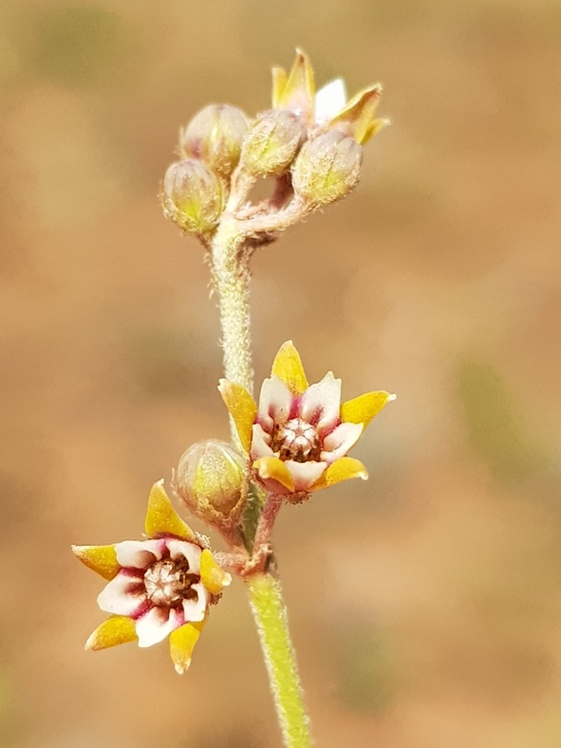Aspidoglossum lamellatum photo 2