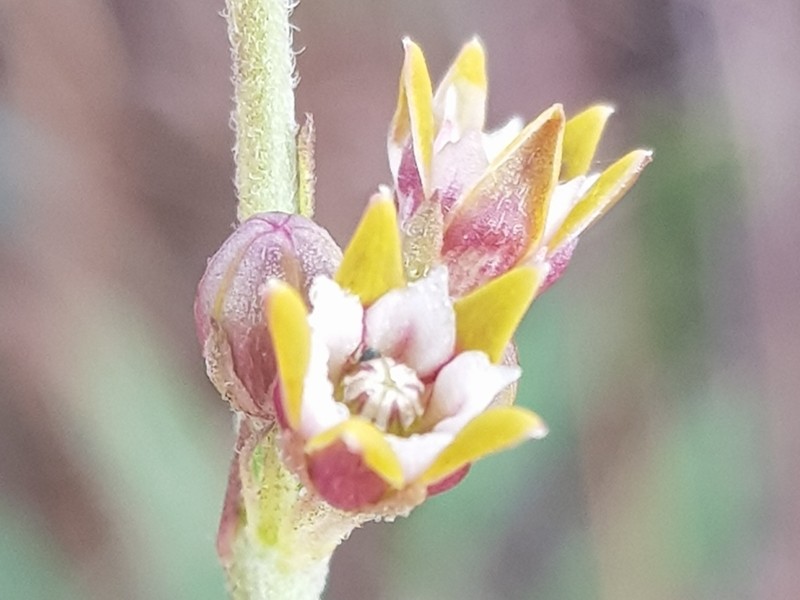 Aspidoglossum lamellatum photo 3