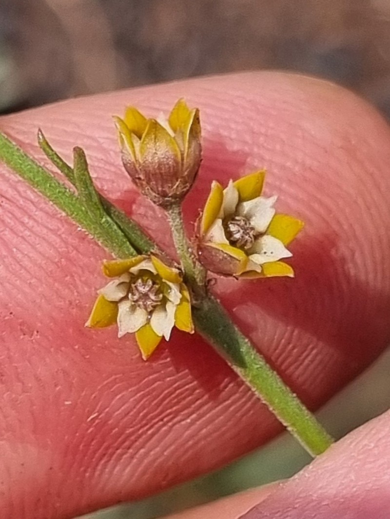 Aspidoglossum lamellatum photo 4