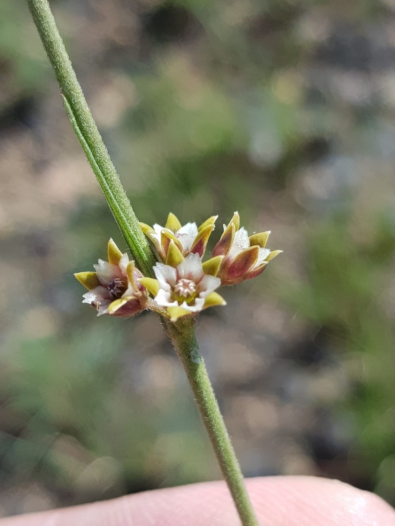 Aspidoglossum lamellatum photo 5