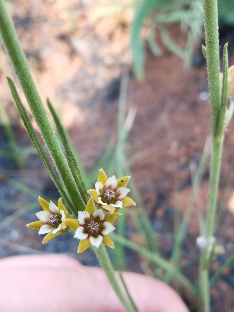 Aspidoglossum lamellatum photo 6