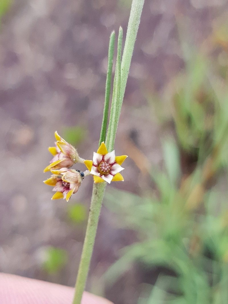 Aspidoglossum lamellatum photo 7