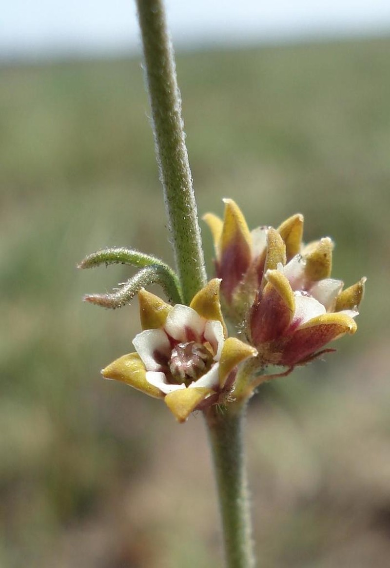 Aspidoglossum lamellatum photo 8