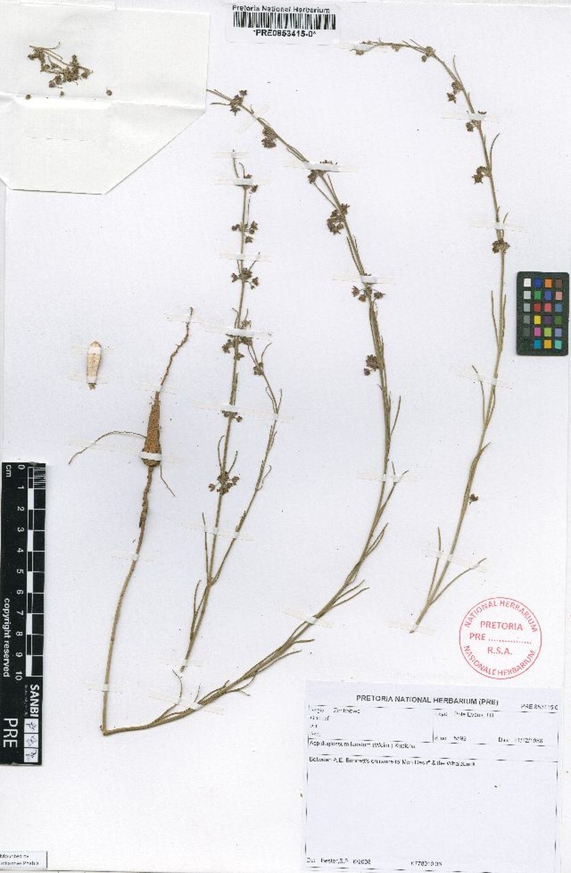 Aspidoglossum lanatum