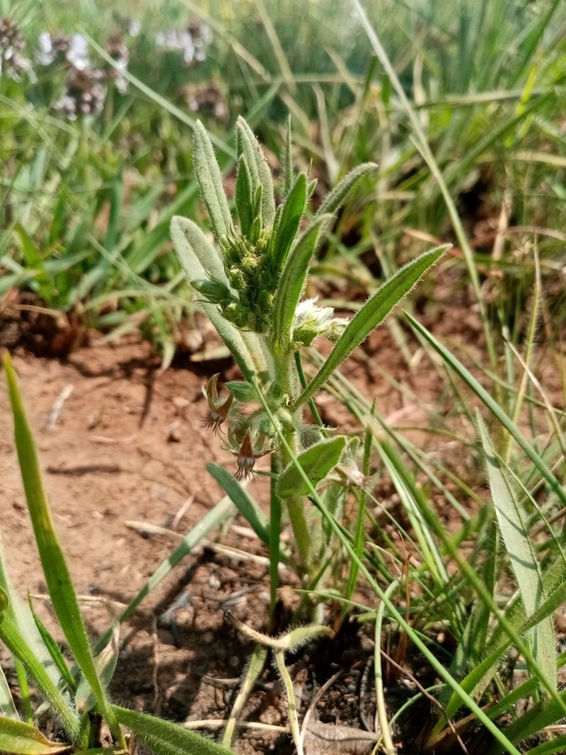 Aspidoglossum ovalifolium