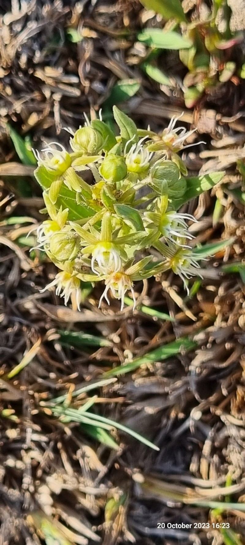 Aspidoglossum ovalifolium photo 2