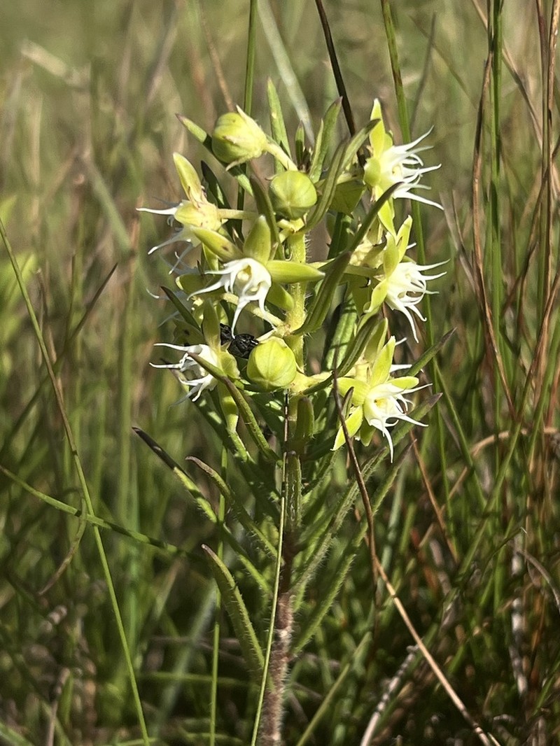 Aspidoglossum ovalifolium photo 3