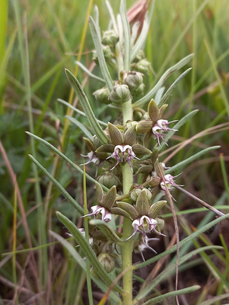 Aspidoglossum ovalifolium photo 4