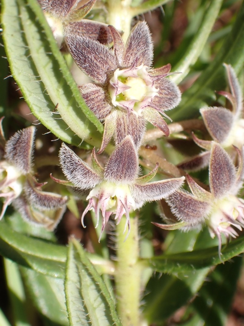 Aspidoglossum ovalifolium photo 5