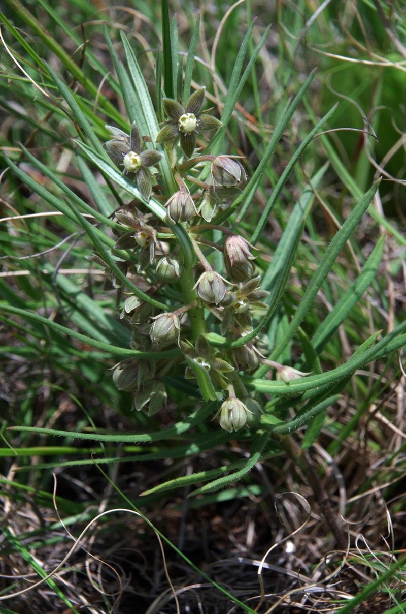 Aspidoglossum ovalifolium photo 6
