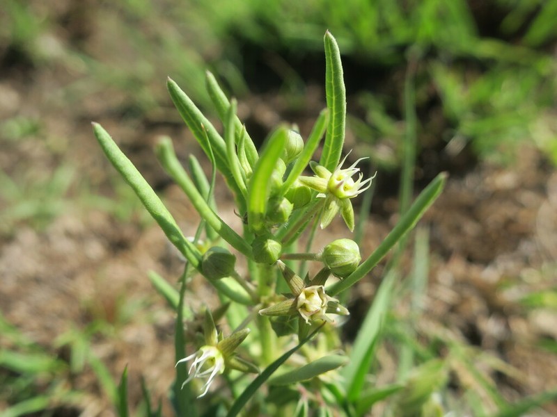 Aspidoglossum ovalifolium photo 7