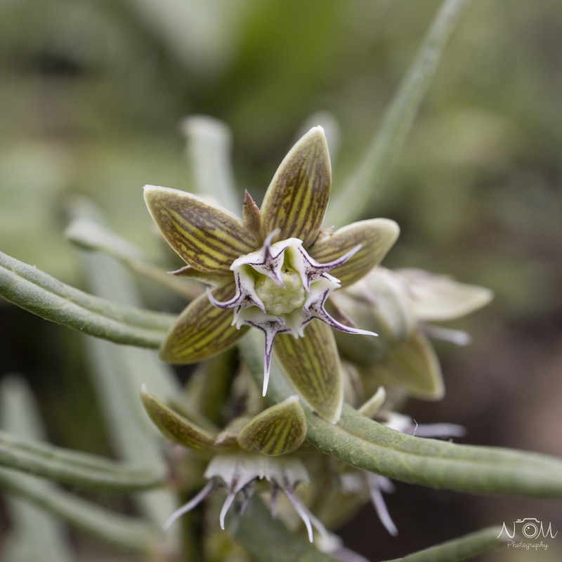 Aspidoglossum ovalifolium photo 8