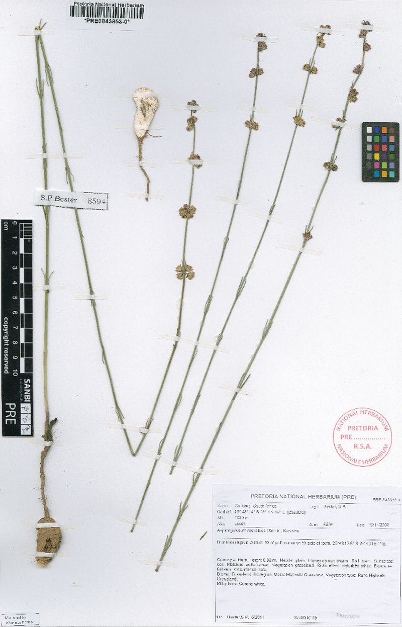 Aspidoglossum restioides photo 2