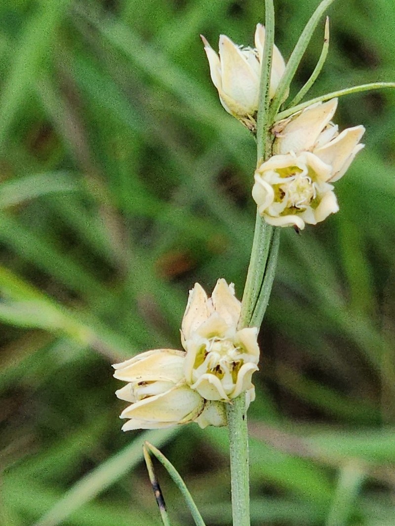 Aspidoglossum restioides