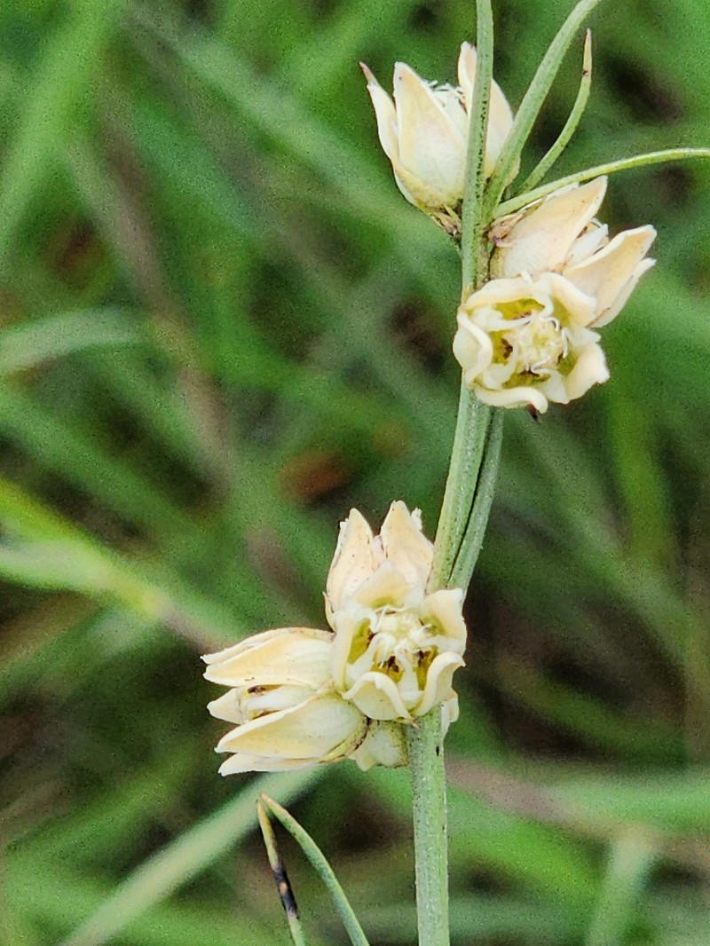 Aspidoglossum restioides photo 3