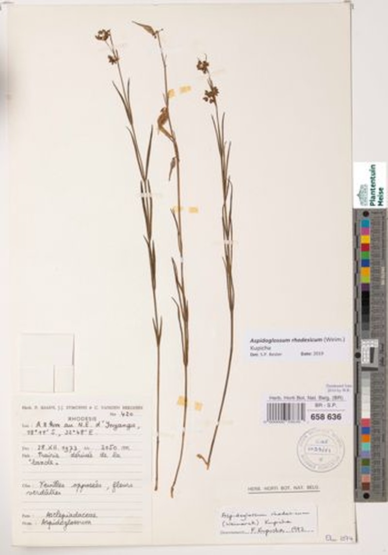 Aspidoglossum rhodesicum