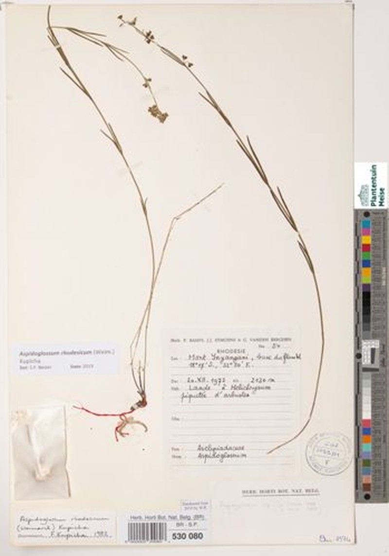 Aspidoglossum rhodesicum photo 2