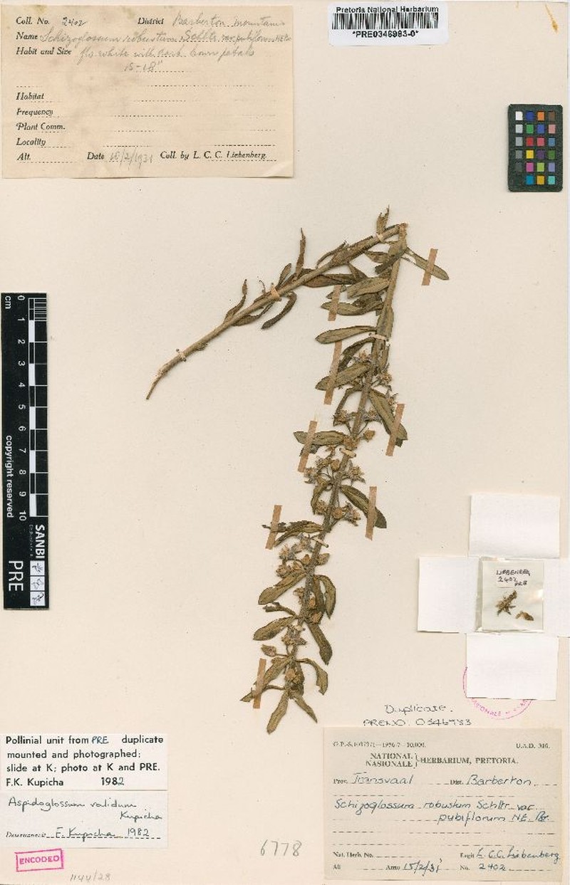 Aspidoglossum validum