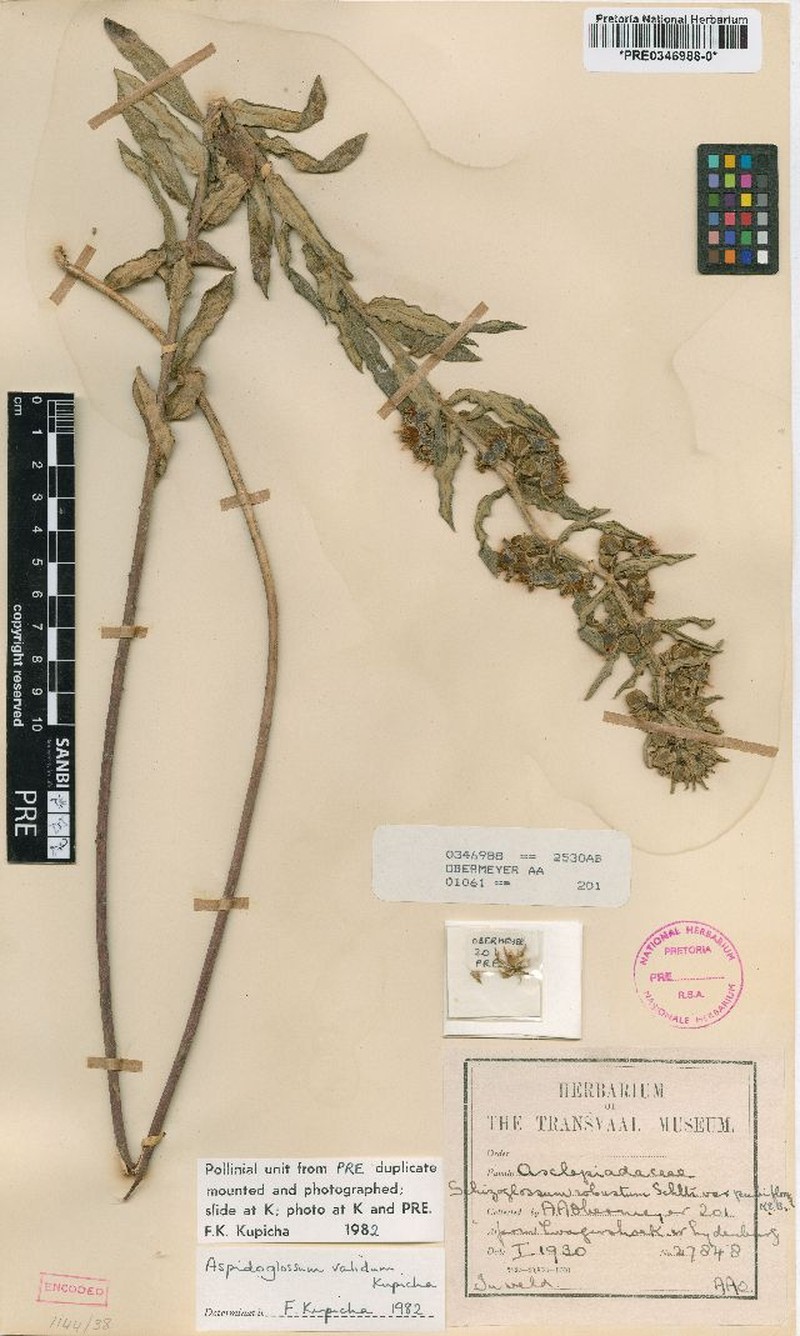 Aspidoglossum validum photo 2