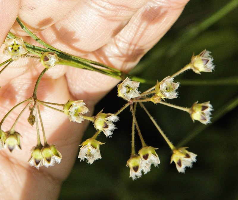 Aspidoglossum virgatum photo 2
