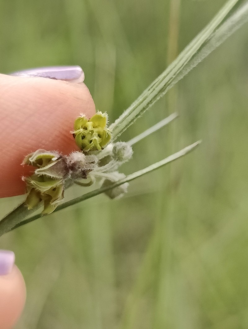 Aspidoglossum woodii