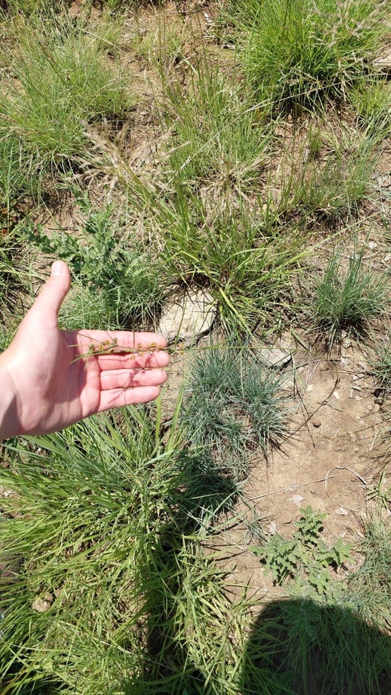 Aspidoglossum woodii photo 2