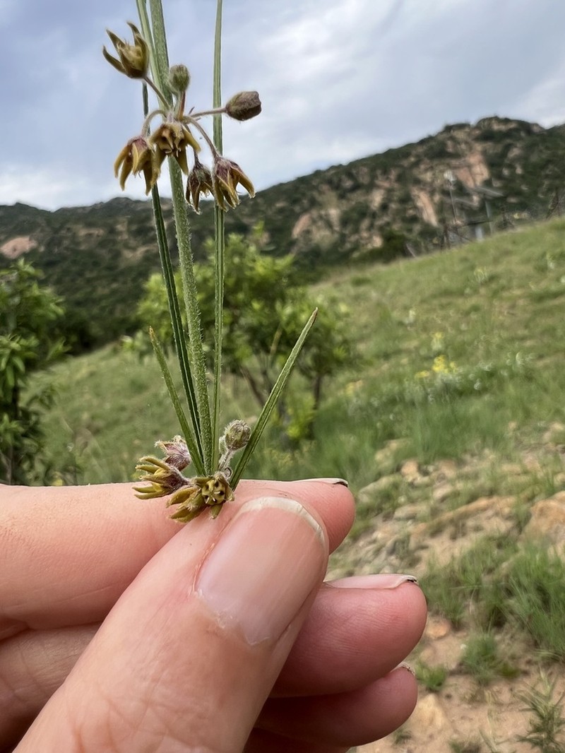 Aspidoglossum woodii photo 3