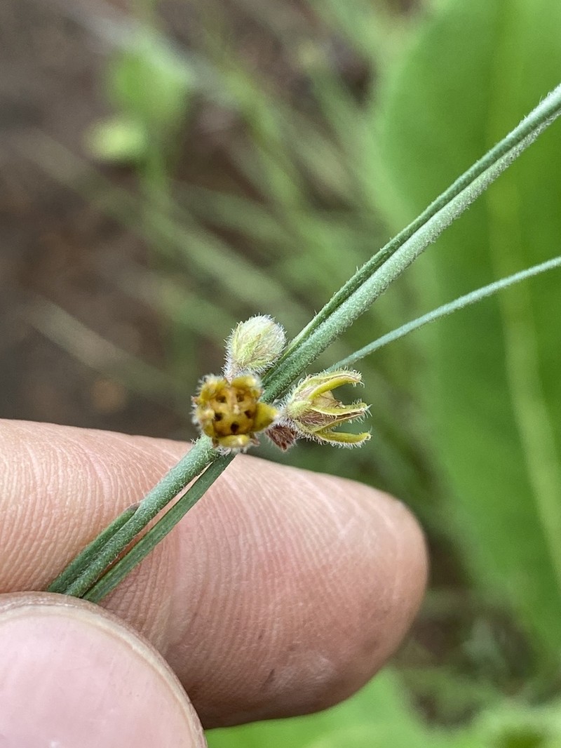 Aspidoglossum woodii photo 4