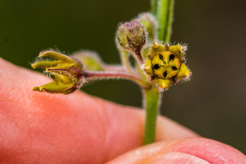 Aspidoglossum woodii photo 6