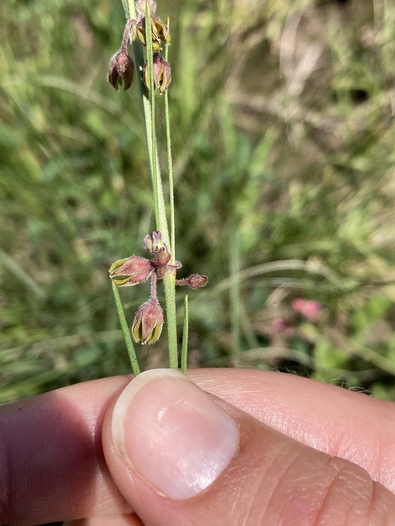 Aspidoglossum woodii photo 8