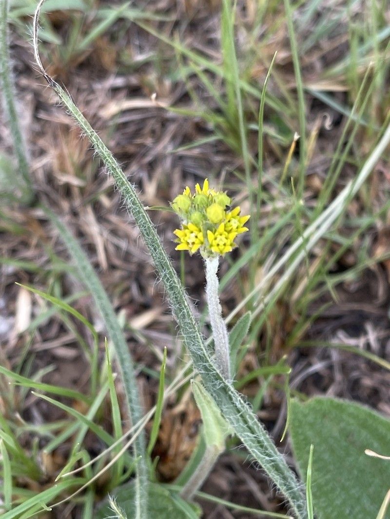 Aspidoglossum xanthosphaerum