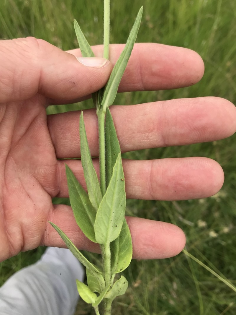 Aspidoglossum xanthosphaerum photo 2
