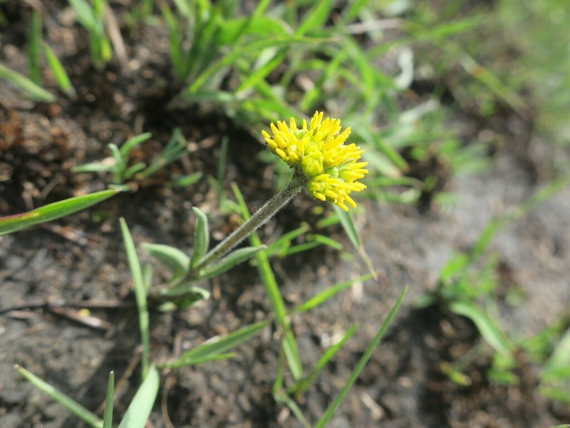Aspidoglossum xanthosphaerum photo 3