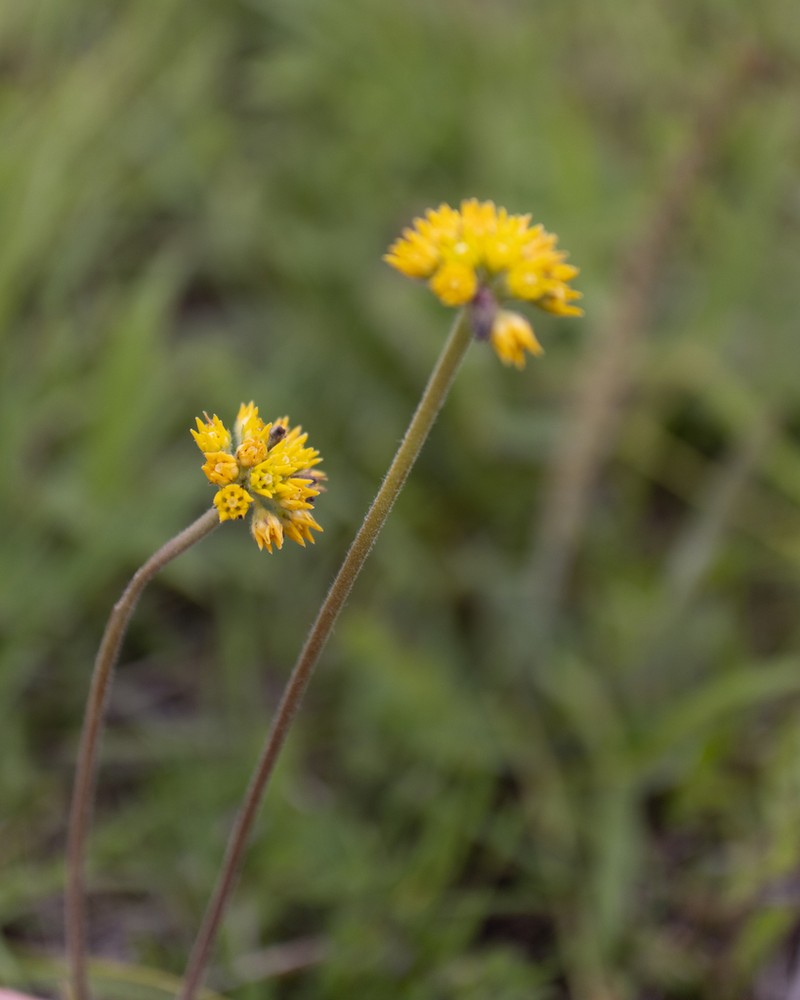 Aspidoglossum xanthosphaerum photo 4