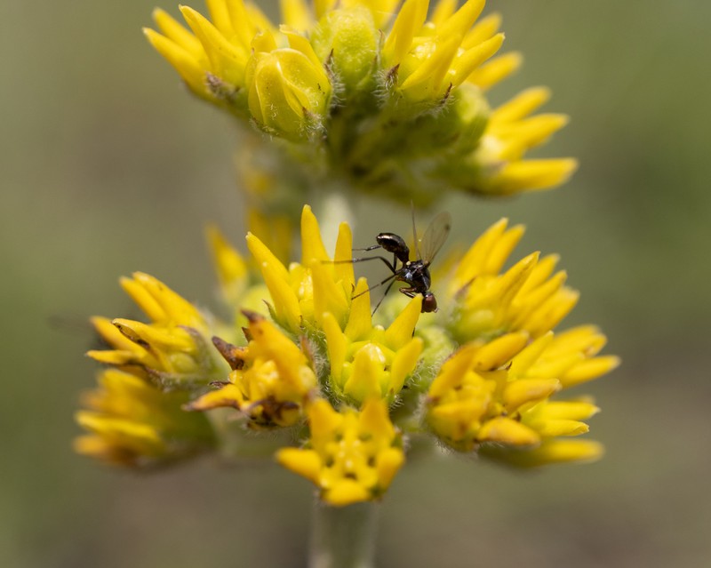 Aspidoglossum xanthosphaerum photo 5