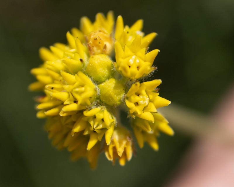Aspidoglossum xanthosphaerum photo 6