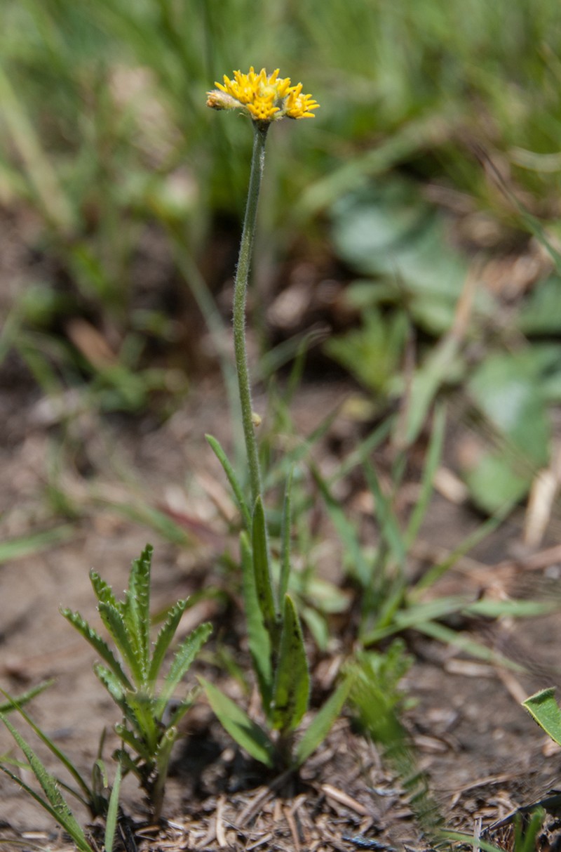 Aspidoglossum xanthosphaerum photo 7