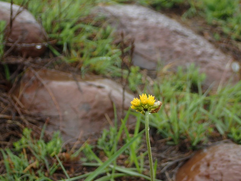 Aspidoglossum xanthosphaerum photo 8