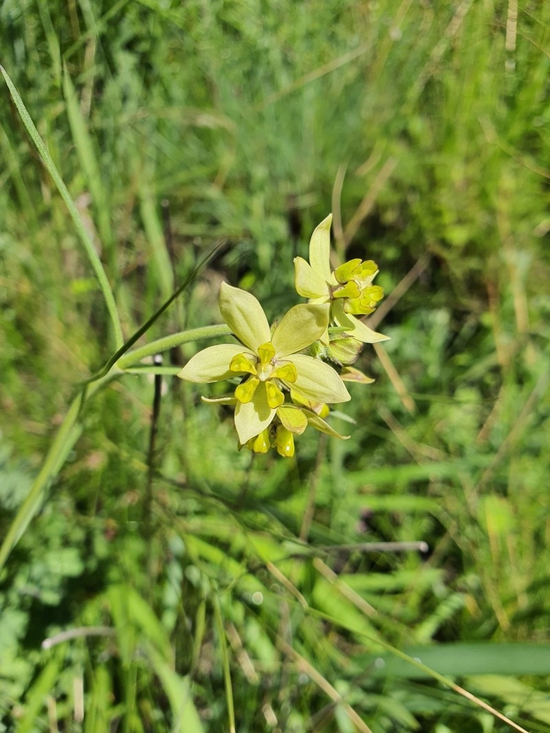 Aspidonepsis cognata