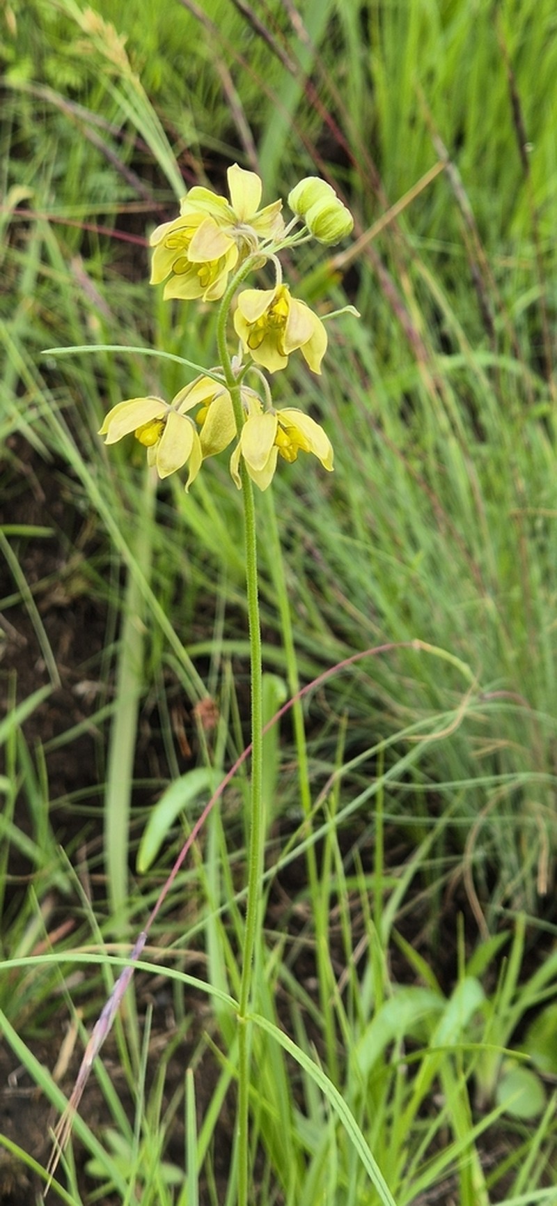 Aspidonepsis cognata photo 2