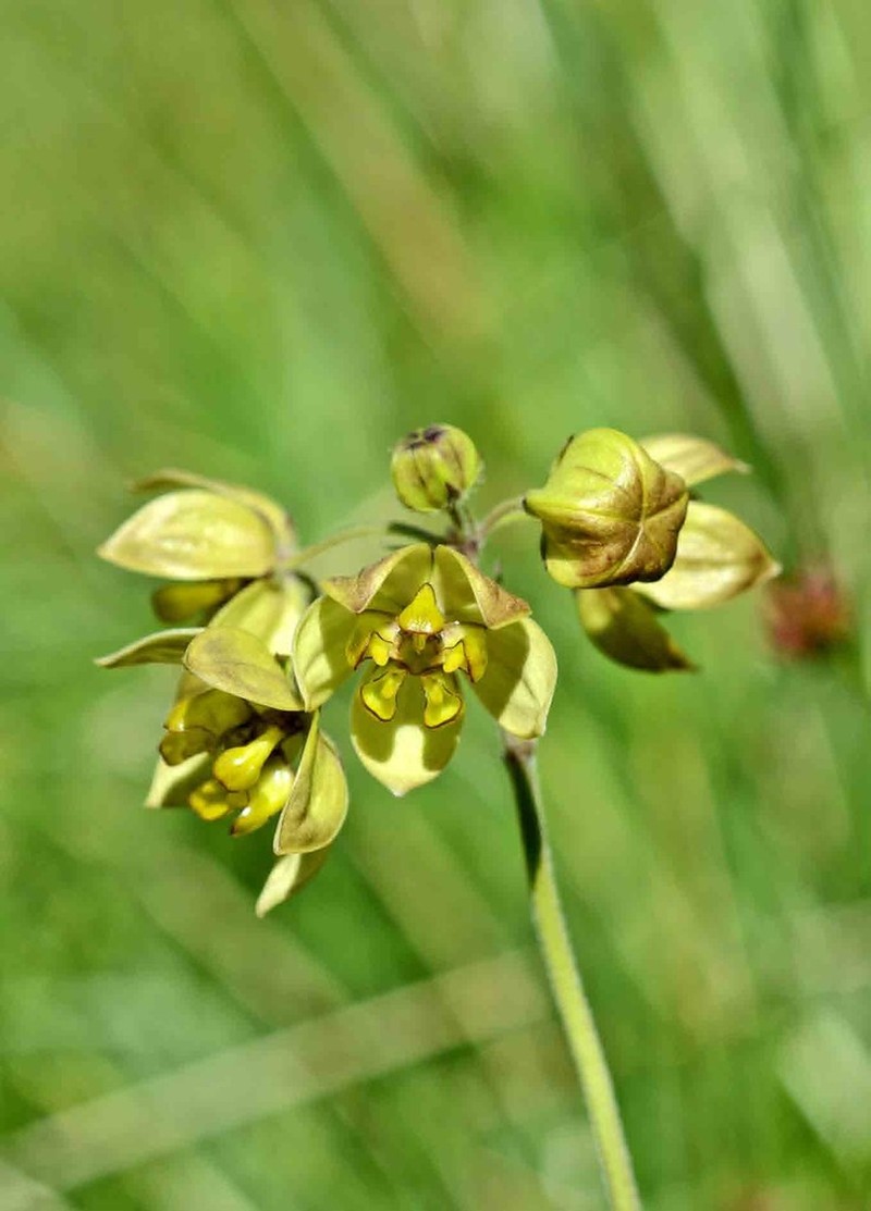 Aspidonepsis cognata photo 3